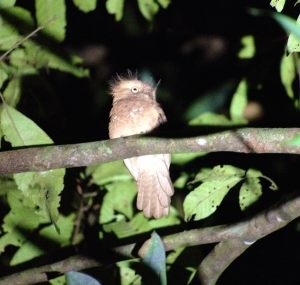 playback Indochinese Frogmouth, It flies perched on a branch above my tent.