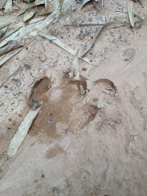 footprint Asian Tapir