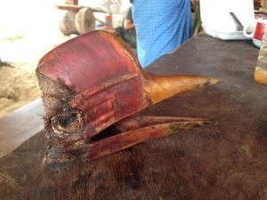 Skull of Helmeted Hornbill