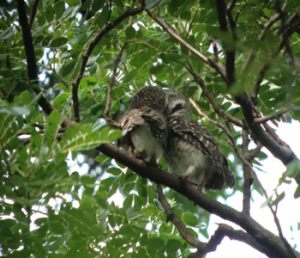 Spotted_Owlet