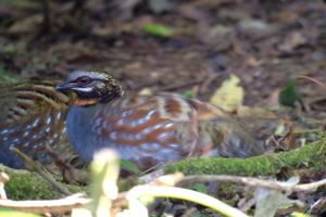 Day1_Rufous-Throated_Partridge
