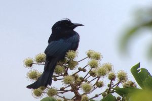 Hair-chested_Drongo