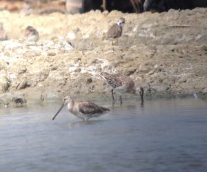 Asian_Dowitcher