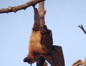 Day_2_Large_Flying-Fox__