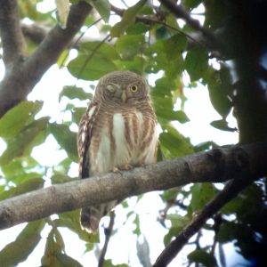 Day_5_Asian_banded_Owlet