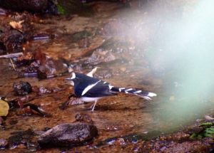 Day_6-8_White-crowned_Forktail