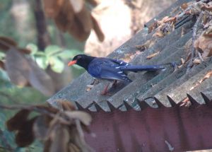 Day_6-8__Blue_Magpie