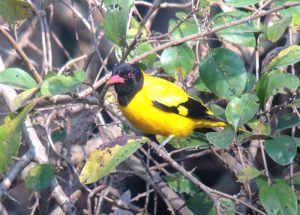 Day_6-8_black-hooded_Oriole