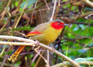 Day_9_Red-faced_Liocichla