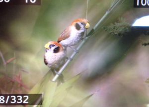 Day_9_Spot-breasted_Parrotbill_