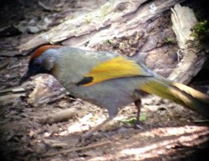 Day7Chestcut-crowned_Laughingthrush