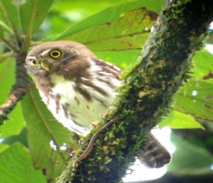 Asian_barred_Owlet