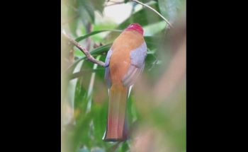Bird Photography Thailand, Red-headed Trogon