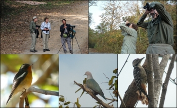 BIRD WATCHING IN THAILAND, 10 DAYS