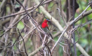 Birding tour Thailand, Crimson Sunbird
