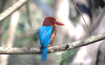 Voyage ornithologique familial en Thaïlande en février 2014