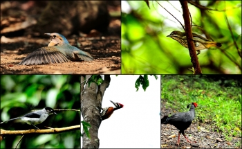 BIRD PHOTOGRAPHY IN SOUTHERN OF VIETNAM