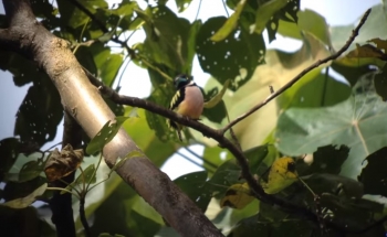 Birding watching tour Thailand, Wild Bird Eco Tour