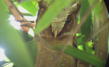 Bird Watching Thailand, Buffy Fish-Owl