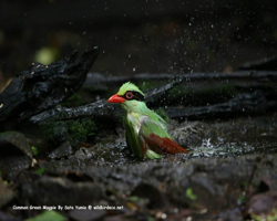 1185889_525330604214779_475858526_n