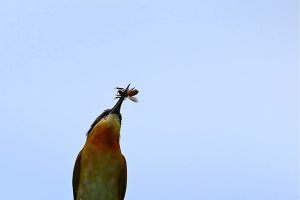 1236872_515820305165809_1752212362_n