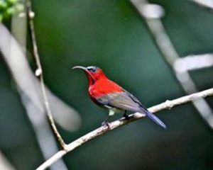 Crimson_Sunbird_2