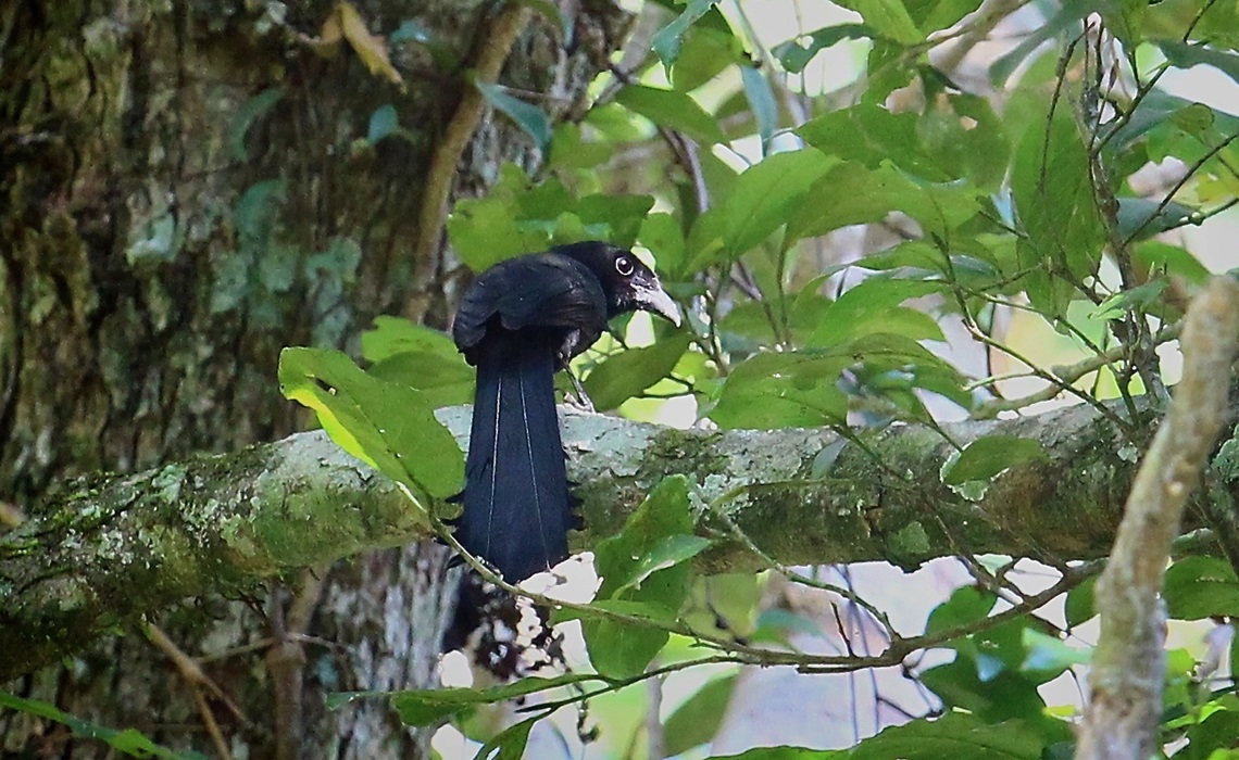 Yumio &amp; Tayuta Sato From Japan