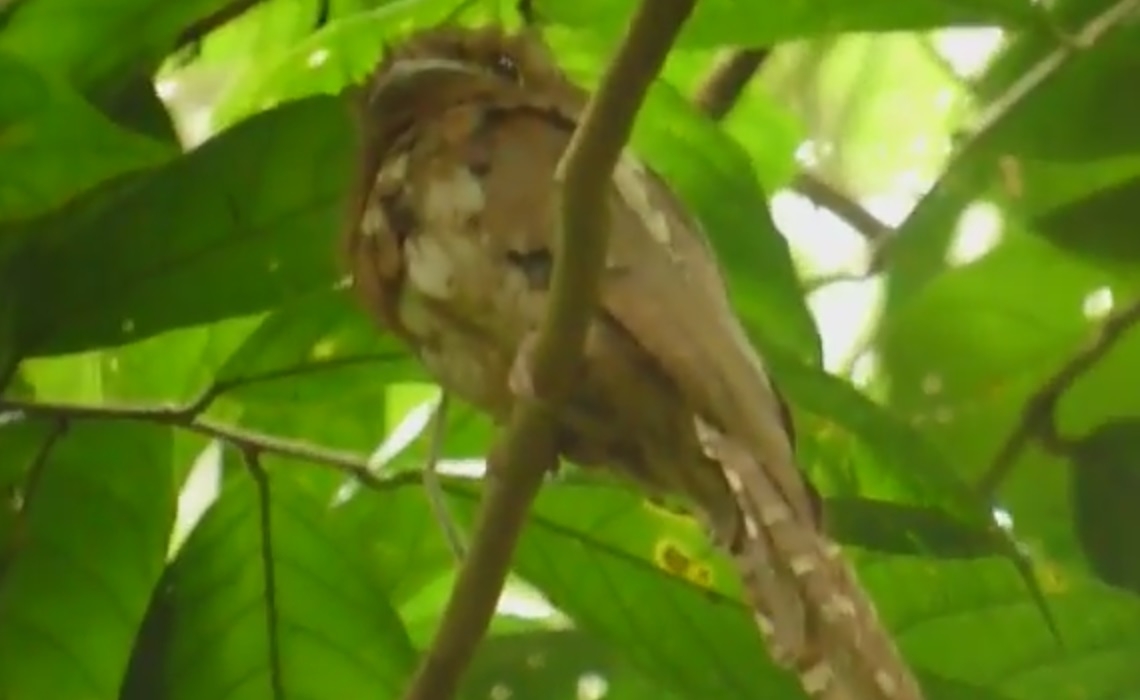 Bird Watching,Javan Frogmouth